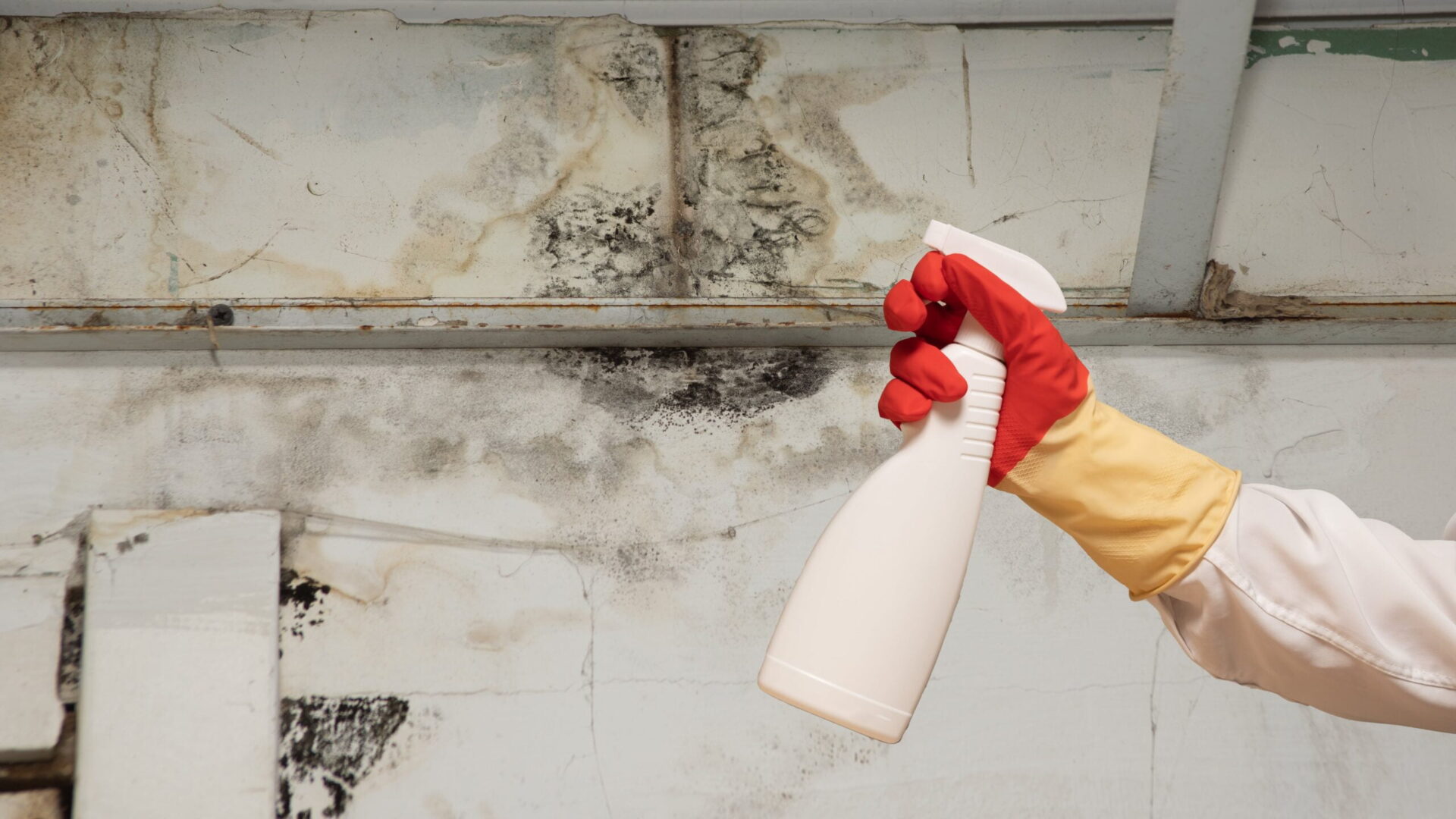 Mould remediation adelaide 